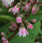  Maiblumenstrauch Codsall Pink 40-60cm - Deutzia Scabra