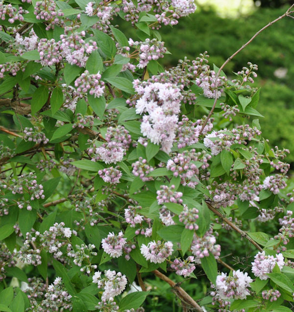  Maiblumenstrauch Raspberry Sundae® 20-30cm - Deutzia