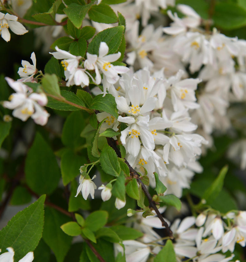  Kleine Deutzie Maiblumenstrauch Yuki Cherry Blossom 60-80cm - Deutzia Scabra