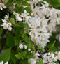  Kleine Deutzie Maiblumenstrauch Yuki Cherry Blossom 30-40cm - Deutzia Scabra