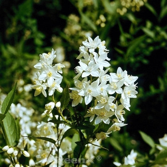  Kleine Deutzie Maiblumenstrauch Yuki Snowflake 40-60cm - Deutzia Scabra