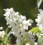  Kleine Deutzie Maiblumenstrauch 20-30cm - Deutzia Gracilis