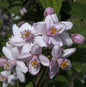  Rosendeutzie 125-150cm - Deutzia Hybrida