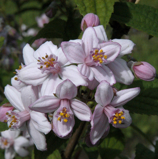  Rosendeutzie 100-125cm - Deutzia Hybrida