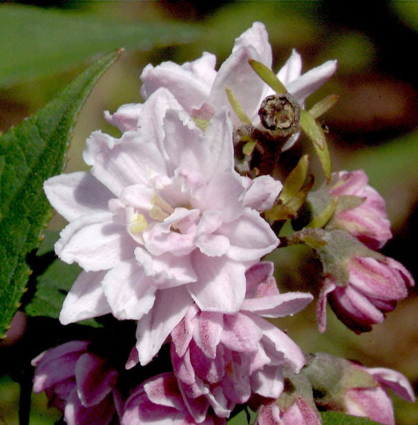  Rosendeutzie Pink Pom Pom 40-60cm - Deutzia Hybrida