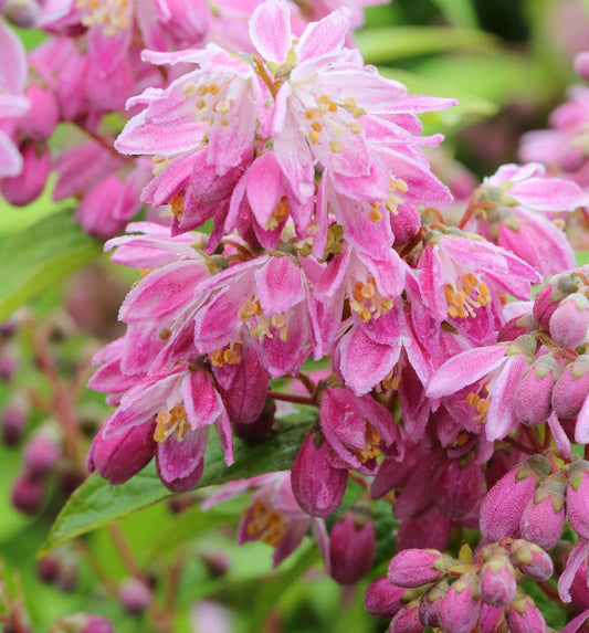  Rosendeutzie Strawberry Field 80-100cm - Deutzia Hybrida