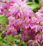  Rosendeutzie Strawberry Field 125-150cm - Deutzia Hybrida