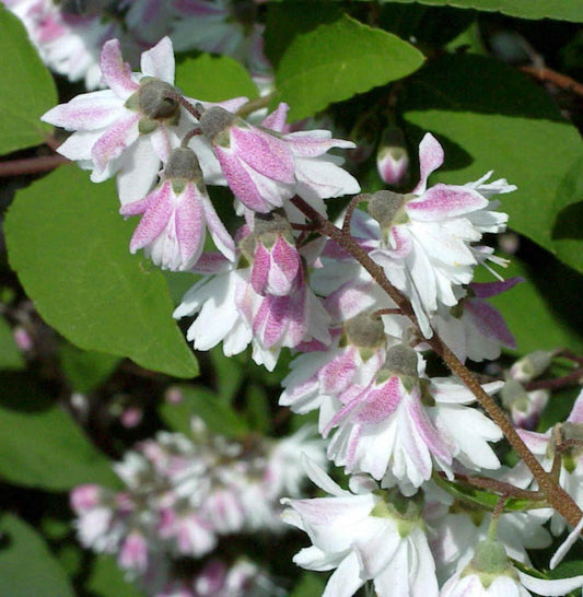  Hoher Sternchenstrauch Tourbillon Rouge 40-60cm - Deutzia Magnifica