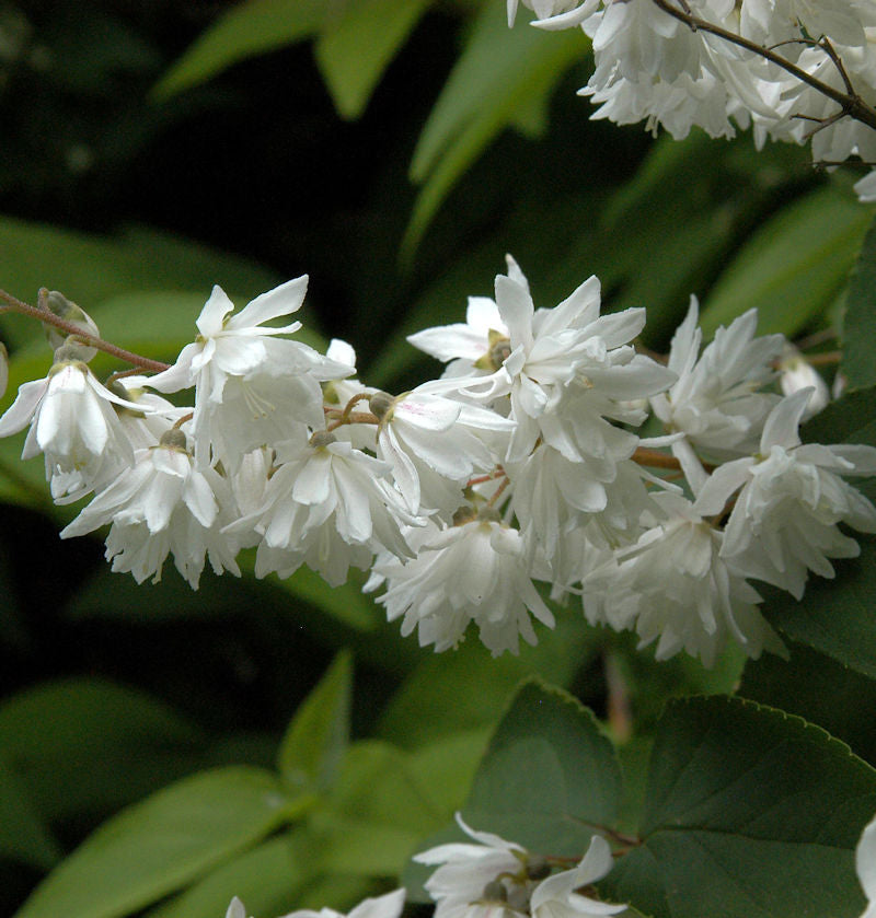  Gefüllter Sternchenstrauch Candidissima 125-150cm - Deutzia Scabra