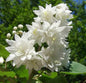  Gefüllter Sternchenstrauch Pride Of Rochester 80-100cm - Deutzia Scabra