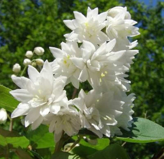  Gefüllter Sternchenstrauch Pride Of Rochester 40-60cm - Deutzia Scabra