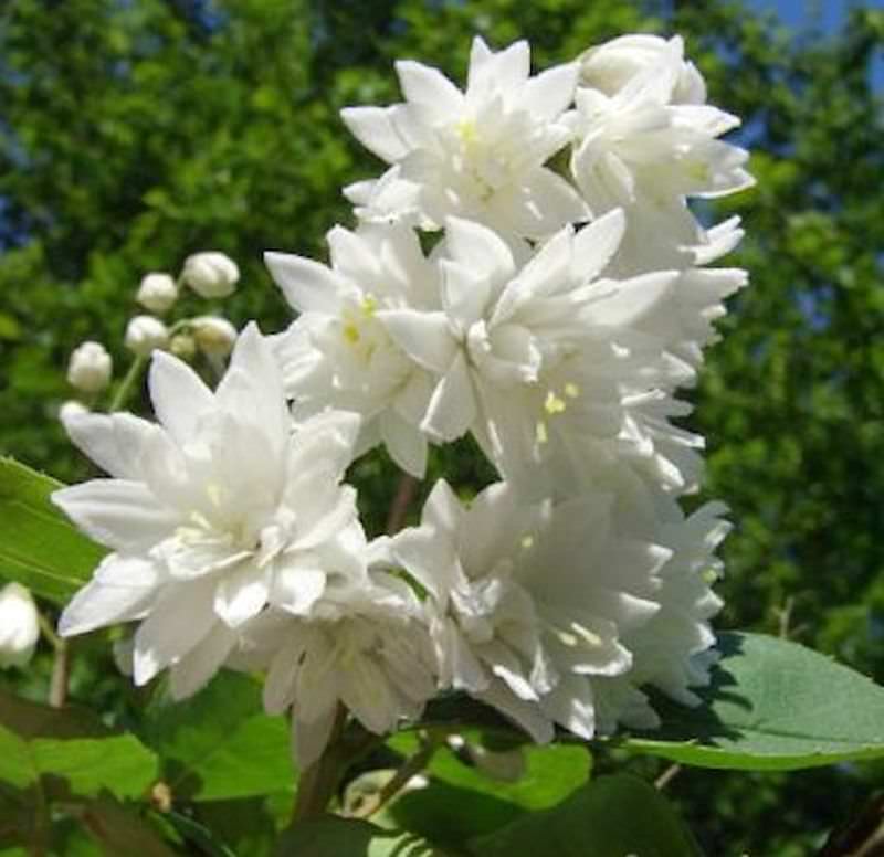 Gefüllter Sternchenstrauch Pride Of Rochester 100-125cm - Deutzia Scabra
