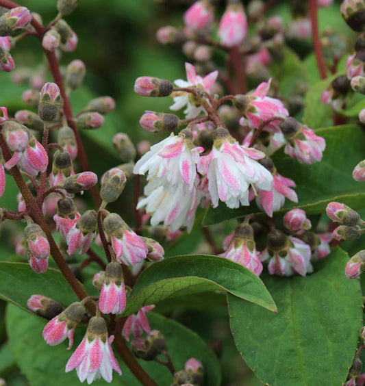  Gefüllter Sternchenstrauch 80-100cm - Deutzia Scabra Plena