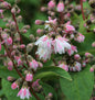  Gefüllter Sternchenstrauch 60-80cm - Deutzia Scabra Plena