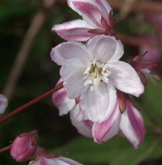  Halbhoher Sternstrauch Kamiendeutzie 125-150cm - Deutzia Kalmiiflora