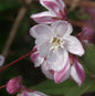  Halbhoher Sternstrauch Kamiendeutzie 125-150cm - Deutzia Kalmiiflora
