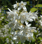  Hoher Sternchenstrauch 80-100cm - Deutzia Magnifica