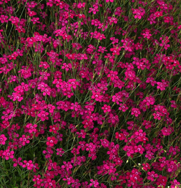  Heidennelke Brilliant - Dianthus Deltoides