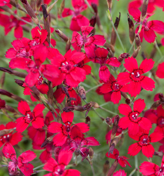  Heidennelke Leuchtfunk - Dianthus Deltoides