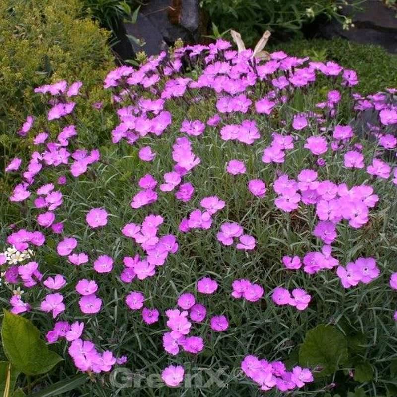  Pfingstnelke Blauigel - Dianthus Gratianopolitanus