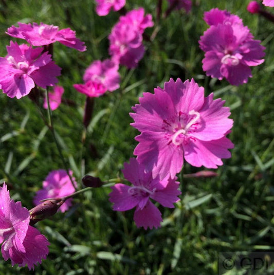  Pfingstnelke Eydangeri - Dianthus Gratianopolitanus