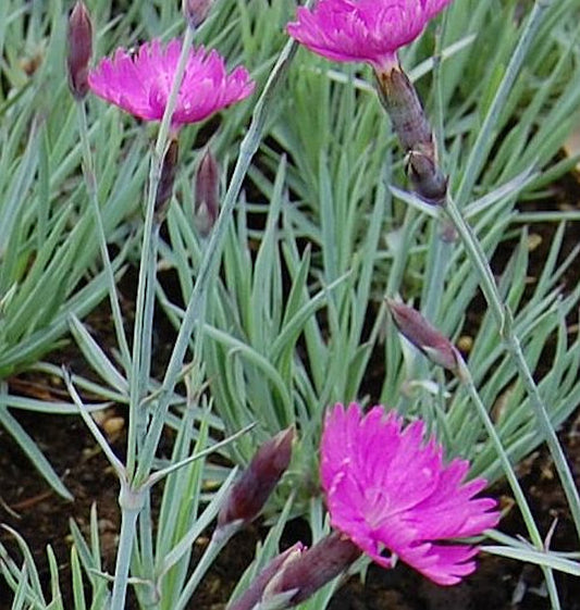  Pfingstnelke Feuerhexe - Dianthus Gratianopolitanus