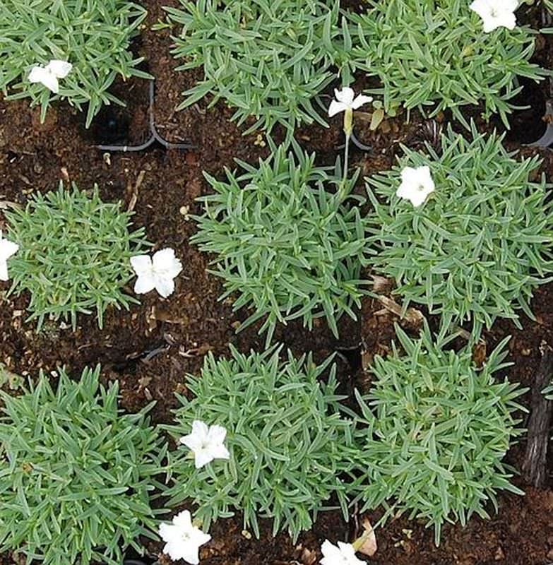  Pfingstnelke La Bourboule Albus - Dianthus Gratianopolitanus