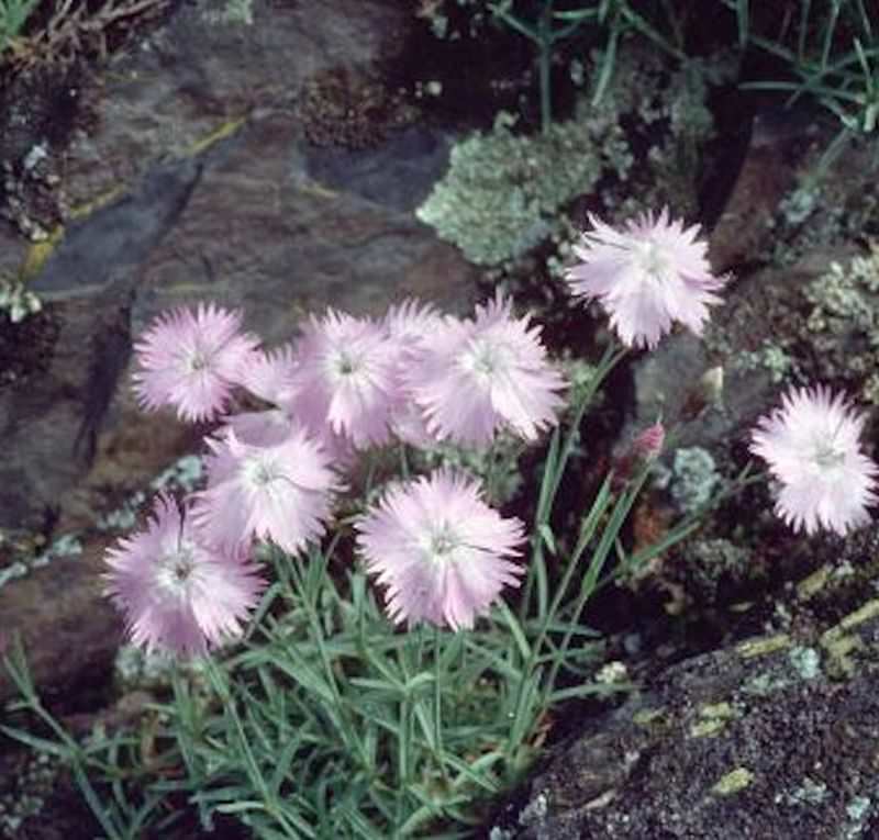  Pfingstnelke La Bourboule - Dianthus Gratianopolitanus