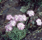  Pfingstnelke La Bourboule - Dianthus Gratianopolitanus