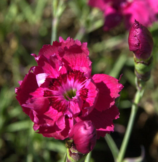  Pfingstnelke Rotkäppchen - Dianthus Gratianopolitanus