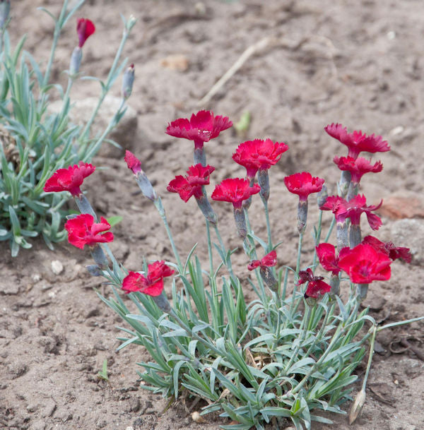  Pfingstnelke Rubin - Dianthus Gratianopolitanus
