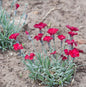  Pfingstnelke Rubin - Dianthus Gratianopolitanus