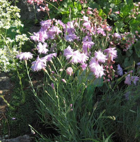  Pfingstnelke Whatfield Wisp - Dianthus Gratianopolitanus