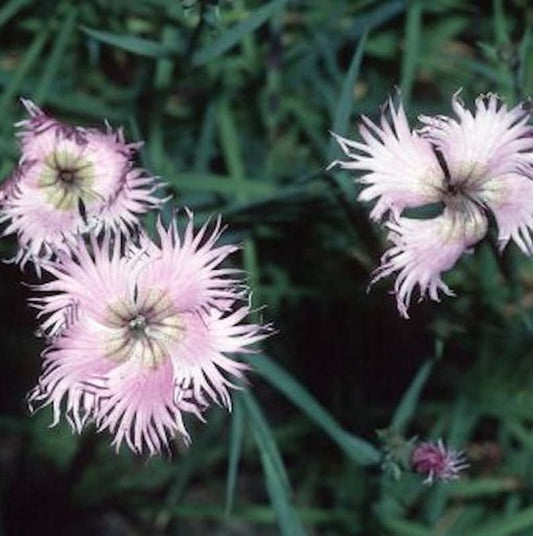  Montpellier Nelke - Dianthus Monspessulanus