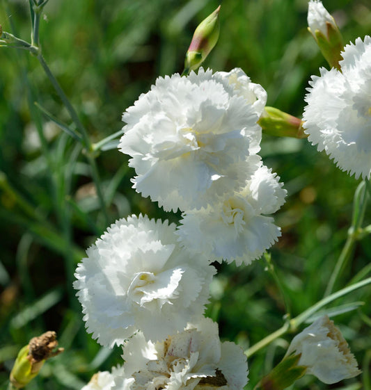  Federnelke Haytor White - Dianthus Plumarius