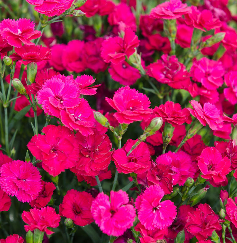  Federnelke Whatfield Magenta - Dianthus Plumarius