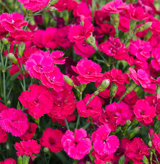  Federnelke Whatfield Magenta - Dianthus Plumarius