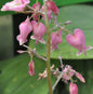  Zwergherzblume Amore Rose - Großer Topf - Dicentra Formosa