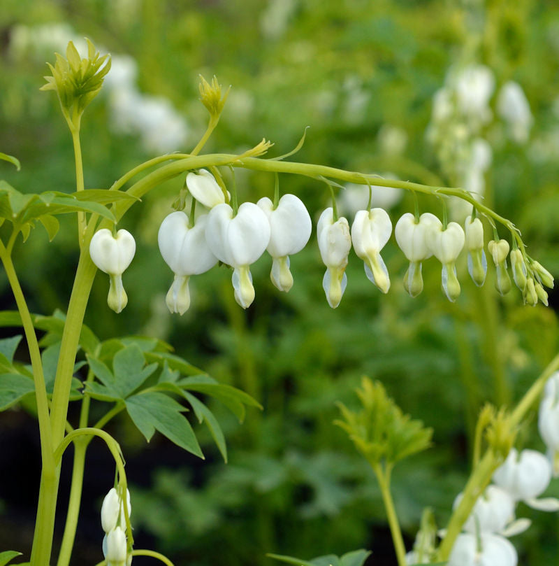  Zwergherzblume Pearl Drops - Dicentra Formosa