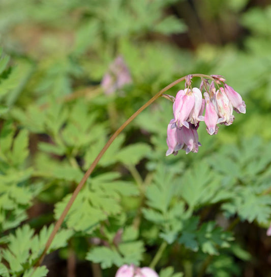  Tränendes Herz Cupid - Dicentra Spectabilis