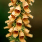  Fingerhut Gelber Herold - Digitalis Ferruginea