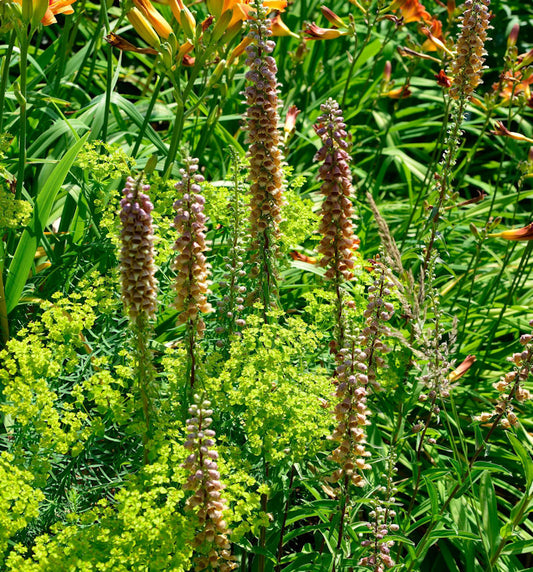  Fingerhut - Digitalis Ferruginea