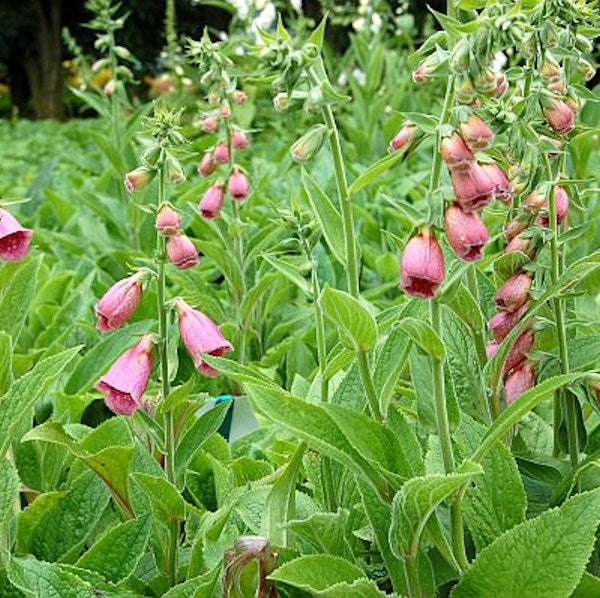  Englischer Fingerhut - Digitalis Mertonensis