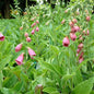  Englischer Fingerhut - Digitalis Mertonensis