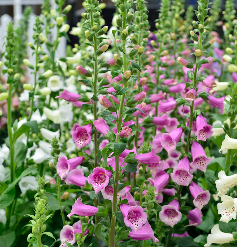  Fingerhut Arctic Fox Rose - Großer Topf - Digitalis Purpurea