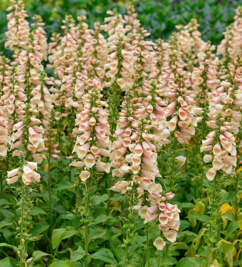  Fingerhut Dalmatian Peach - Großer Topf - Digitalis Purpurea