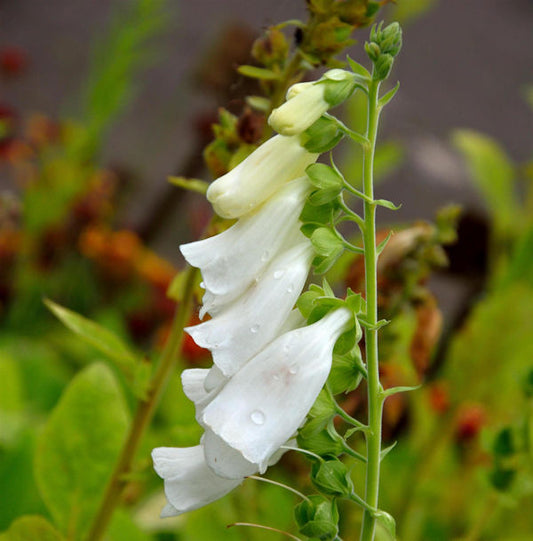  Weißer Fingerhut - Digitalis Purpurea Alba