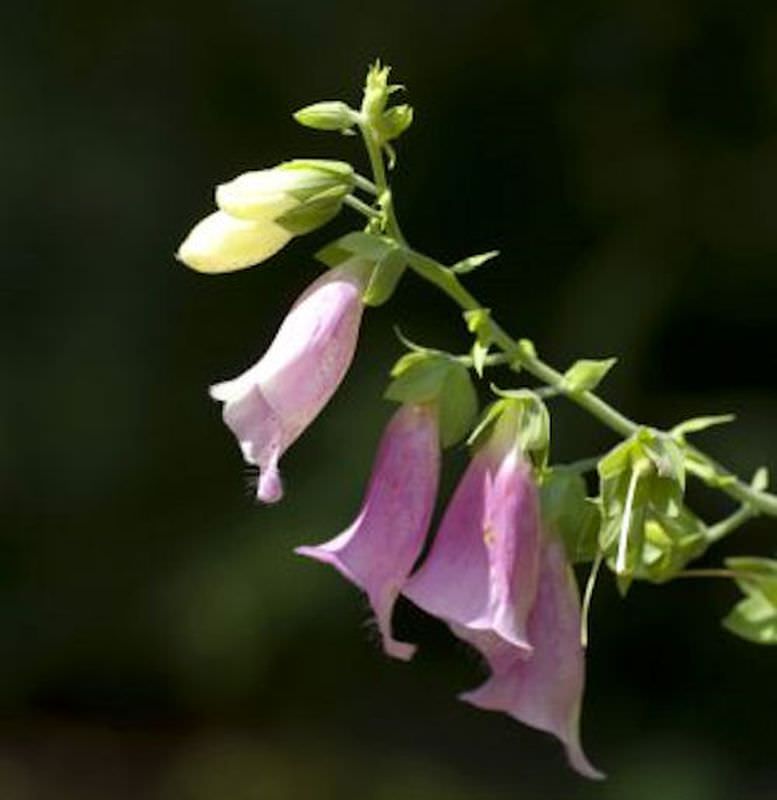  Fingerhut Apricot - Digitalis Purpurea