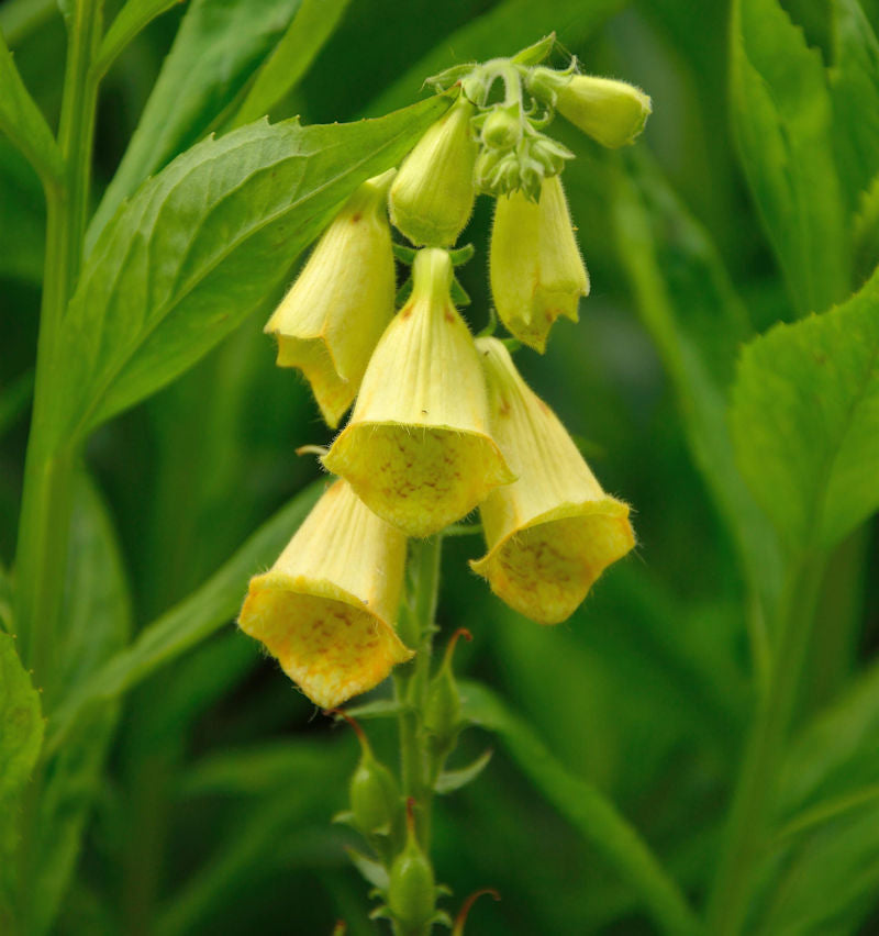  Großblütiger Fingerhut - Digitalis Grandiflora