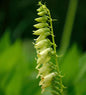  Gelber Fingerhut - Digitalis Lutea